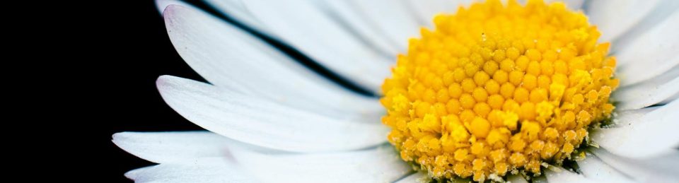 Gala Delle Margherite 